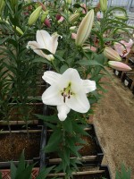 [4186 Topeka VH No01.JPG]